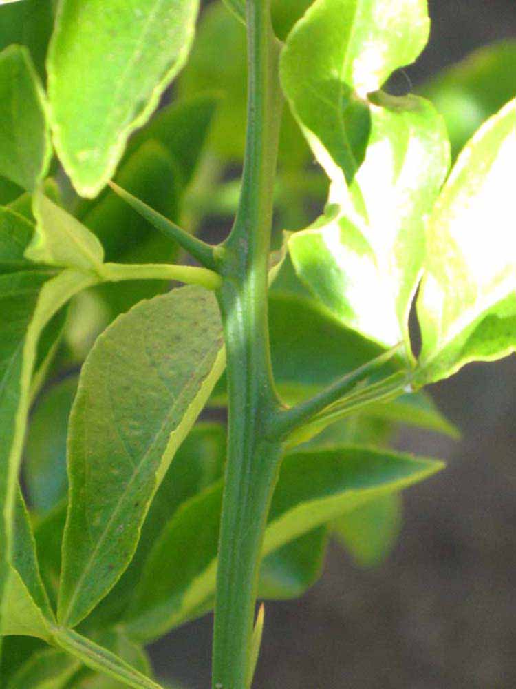            First year twig (Riverside, CA)   